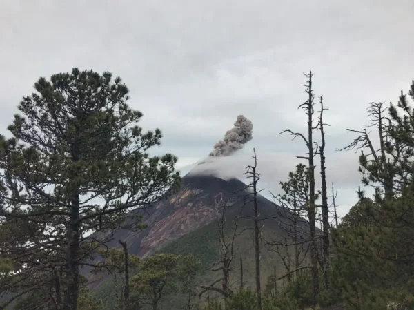 Outright majestic view of volcan del fuego spitting black smoke seen between conifers on the slope of acatenango