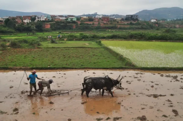 man whipping human worker who controls cow plough in ambositra madagascar