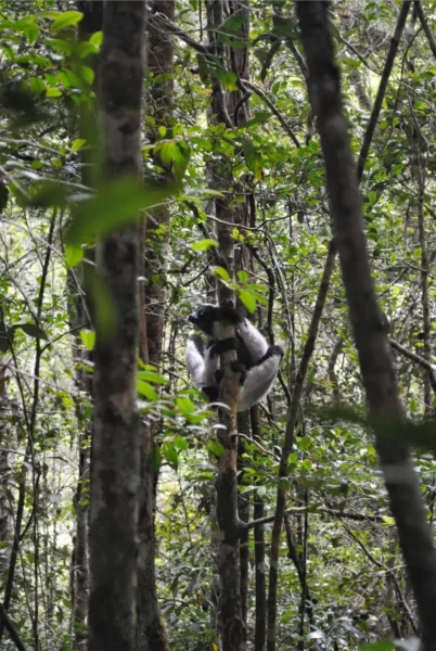 indri mother analamazaotra nature reserve madagascar