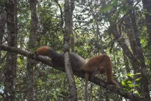Parc national d’Andasibe : Lémuriens et Randonnées