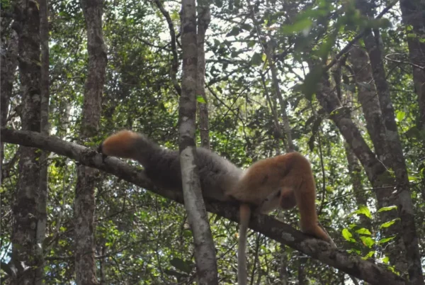 Andasibe & Analamazaotra National Park, Madgascar Hike