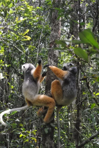 Diademed sifaka young playing andasibe analamazaotra