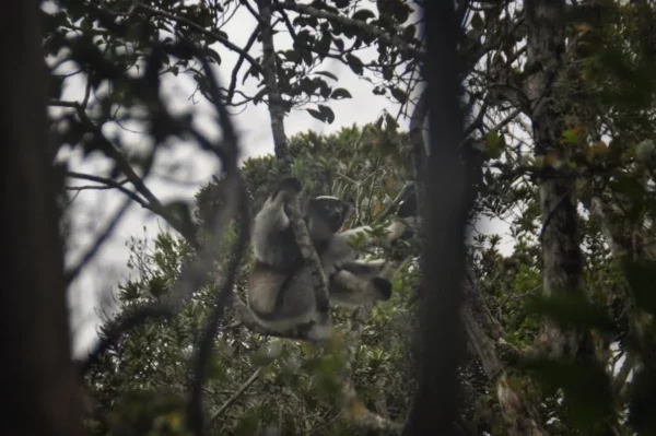 indri andasibe national park madagascar