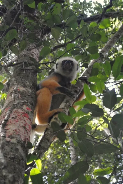 Diademed sifaka andasibe national park analamazaotra