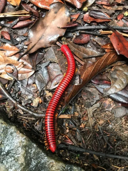 Enormous red millipede madagascar andasibe