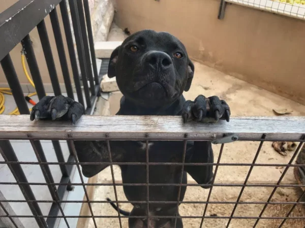Captain the Pit Bull batroun tripoli