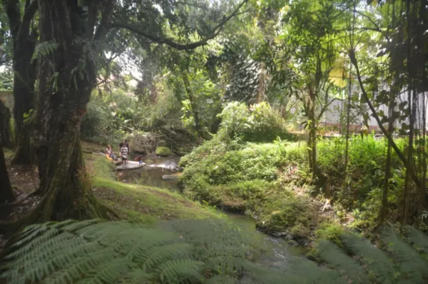 Ruisseau au jardin botanique de Curepipe