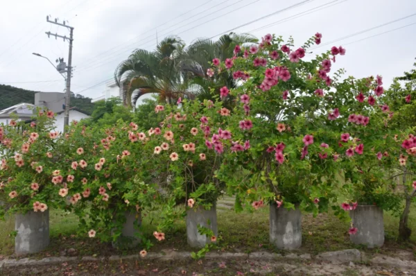 Vibrant hibiscus trees in the village behind daniela beach in ilha de santa catarina