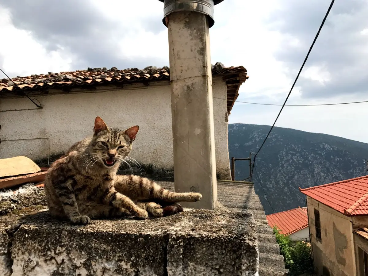 a cat growling to the camera from atop roof of traditional Greek house in the village of delphi
