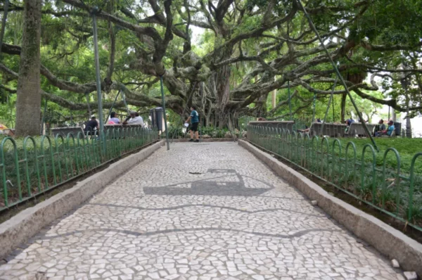 Humongous tree covering much of the 15th November square in floripa