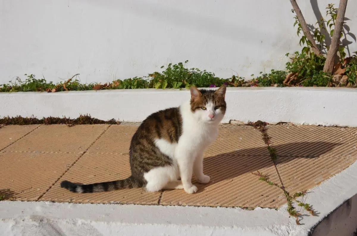 Well-fed local cat in greek fishing village