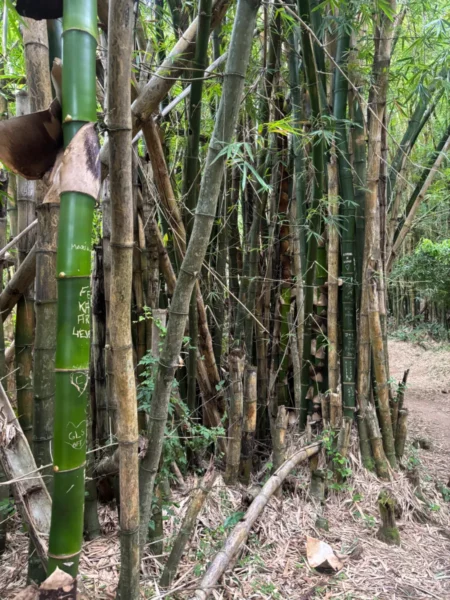 Caules de bambu entalhados com memórias à beira da Lagoa da Conceição