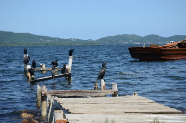 Cormoranos descansando em um cais deteriorado à beira da lagoa