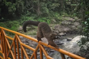 Parcs nationaux à Madagascar : top 10 à voir
