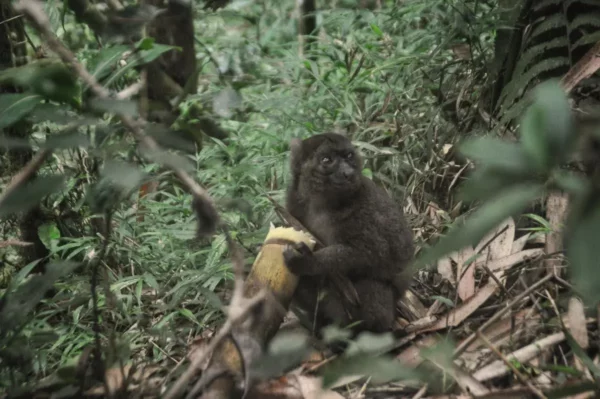 Ranomafana National Park - Madagascar Road Trip #3