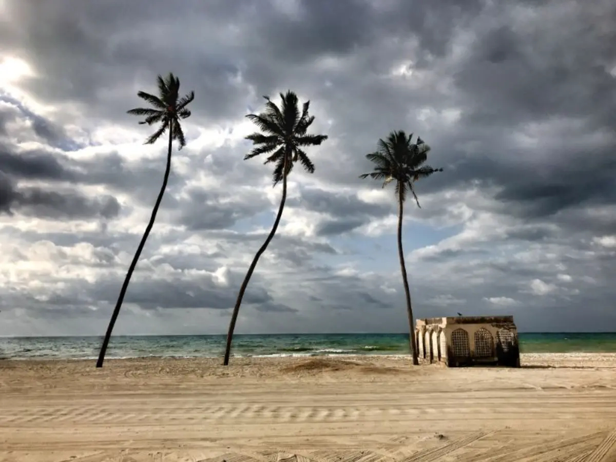 φοίνικες σε παραλία του ομάν