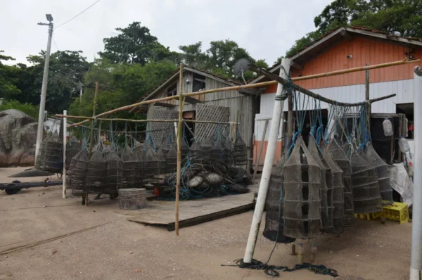 Gaiolas de ostras penduradas em estacas ao lado de cabanas de pesca de madeira na vila de Santo Antônio de Lisboa, Florianópolis