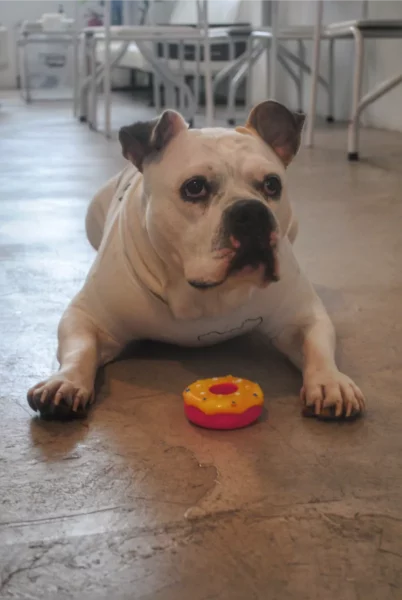 white bulldog wearing a white suit lying on floor in front of a pink-orange doughnut