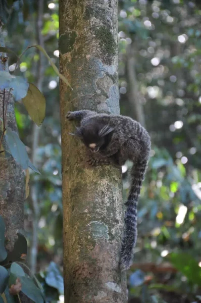 Sagui pequeno agarrado ao tronco de uma árvore, olhando curioso ao longo da trilha do Morro da Urca, na Floresta Atlântica