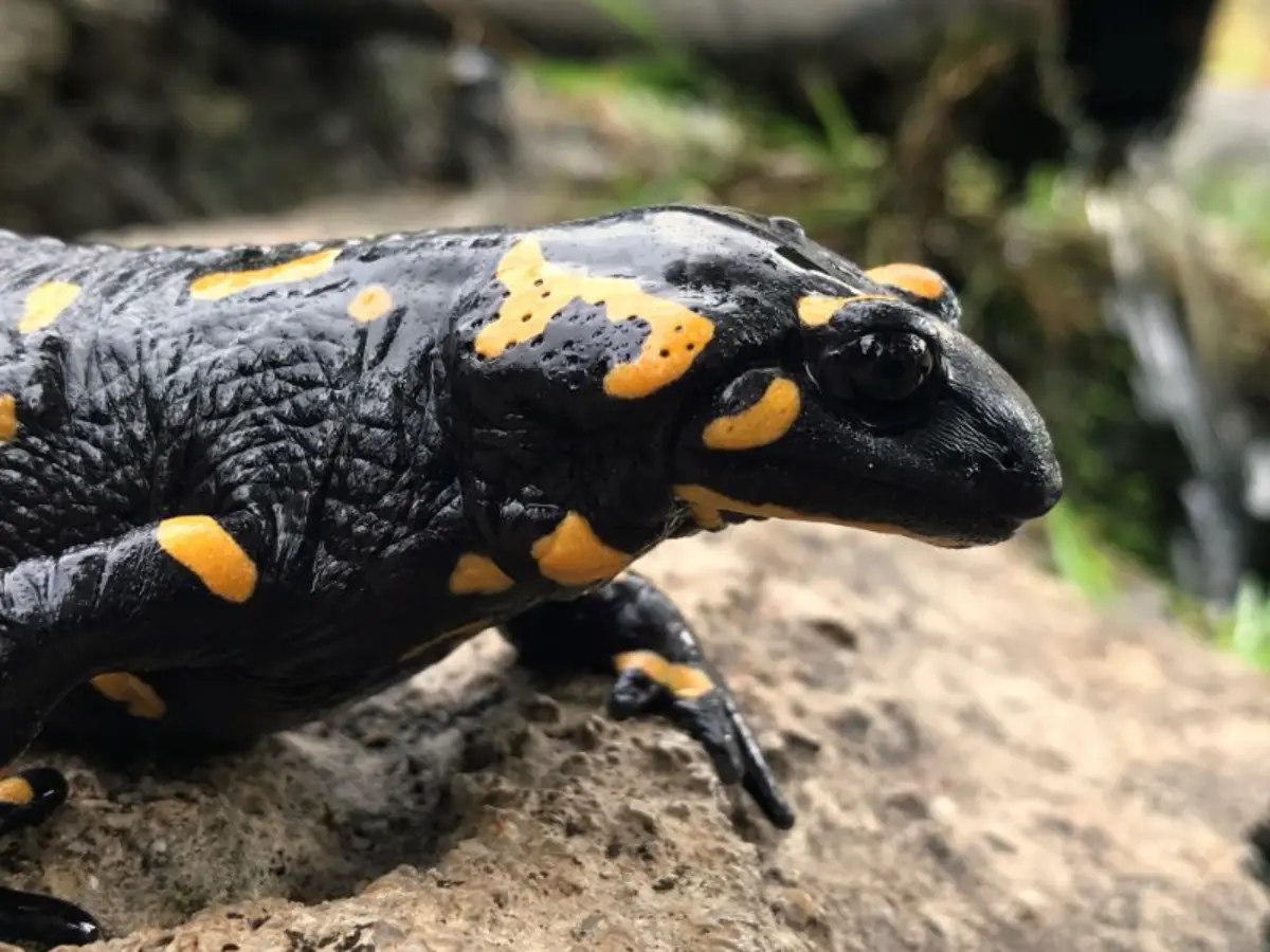 black and yellow Fire salamander in agali gorge of evia island 