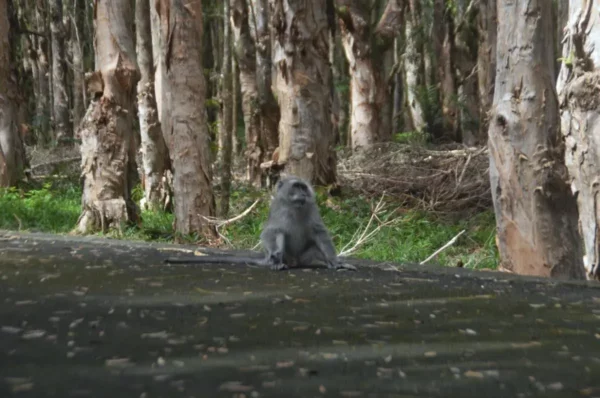 Singe macaque à l’île Maurice