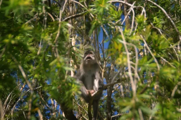 Singe macaque dans un arbre près des chutes Alexandra, île Maurice