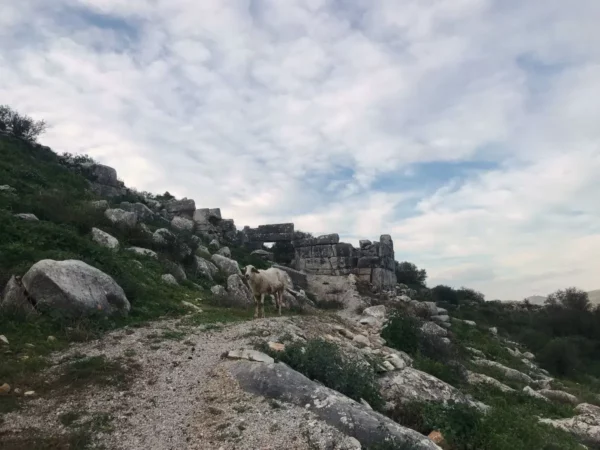 Greeted by a lone sheep at the threshold of the ancient greek city of dystos