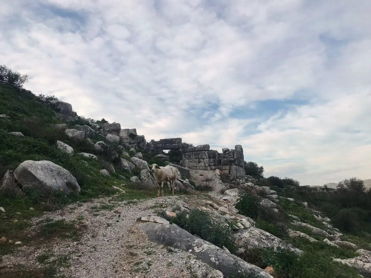 Greeted by a lone sheep at the threshold of the ancient greek city of dystos