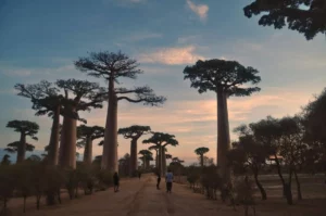 Morondava & Avenue des Baobabs : Notre Voyage à Madagascar