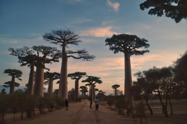 avenue des baobabs, Morondava, Madagascar - blog de voyage