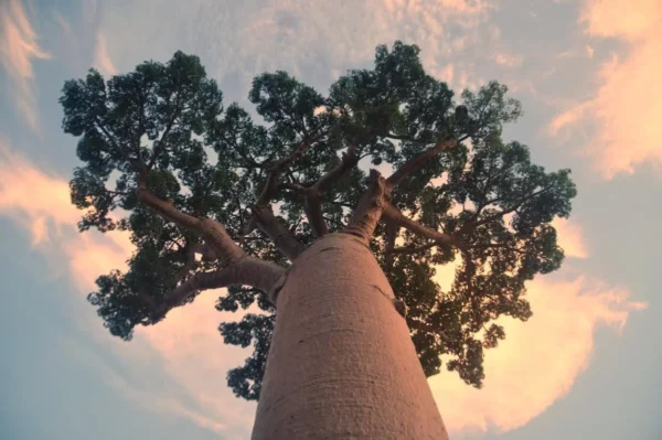 Baobab géant de Madagascar vu d’en bas