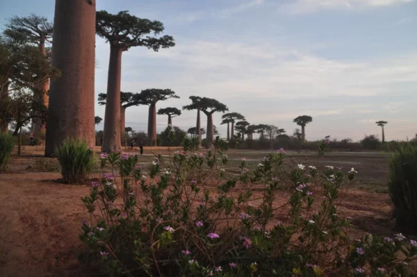 Vue de l’Avenue des Baobabs à l’aube