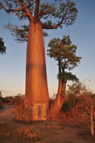 Petit baobab poussant d’un grand tronc de façon insolite