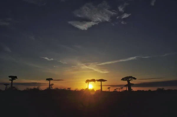 Lever de soleil sur l’Avenue des Baobabs

