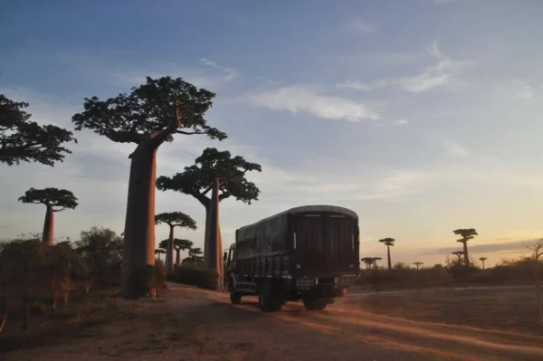Camion vintage sur l’Avenue des Baobabs