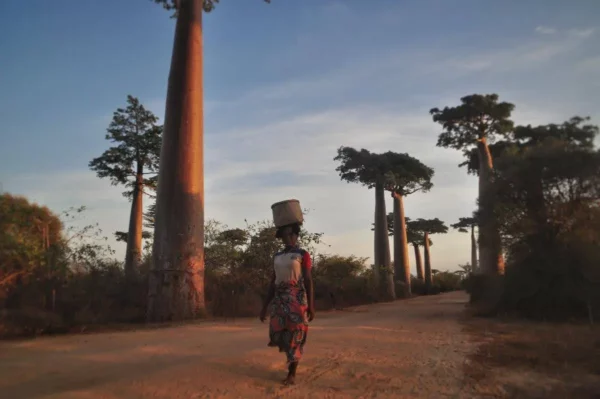 Femme malgache portant un panier, marchant le long de l’Avenue des Baobabs