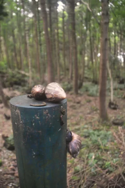 gros escargot sur un poteau en bois dans une forêt ancienne de l’île Maurice