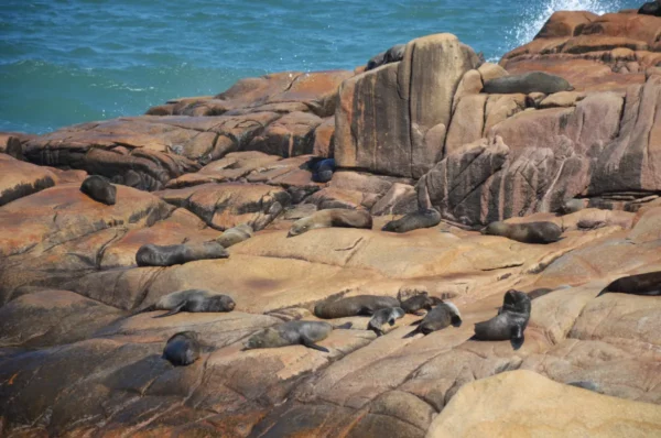 sea lion in Collective nap on rocks of cabo polonio