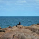 sea lionsitting on rock in front of vast ocean in cabo polonio, uruguay