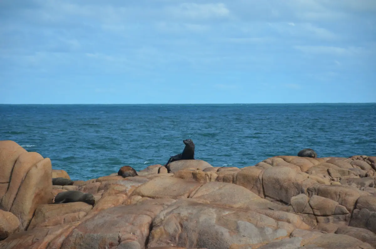 sea lionsitting on rock in front of vast ocean in cabo polonio, uruguay