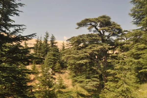 Cedars of God, Lebanon (2023) - Photos