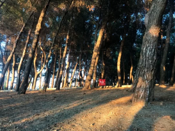 Sunlight filters through tall trees casting shadows on the ground in Chalkis, Euboea, Greece, creating a serene outdoor scene.