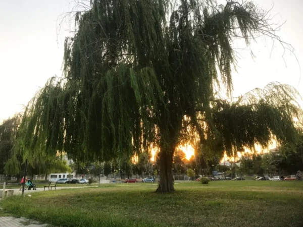 Lush green weeping willow tree silhouetted against a sunset in Chalkis, Euboea, Greece, creating a serene park atmosphere.