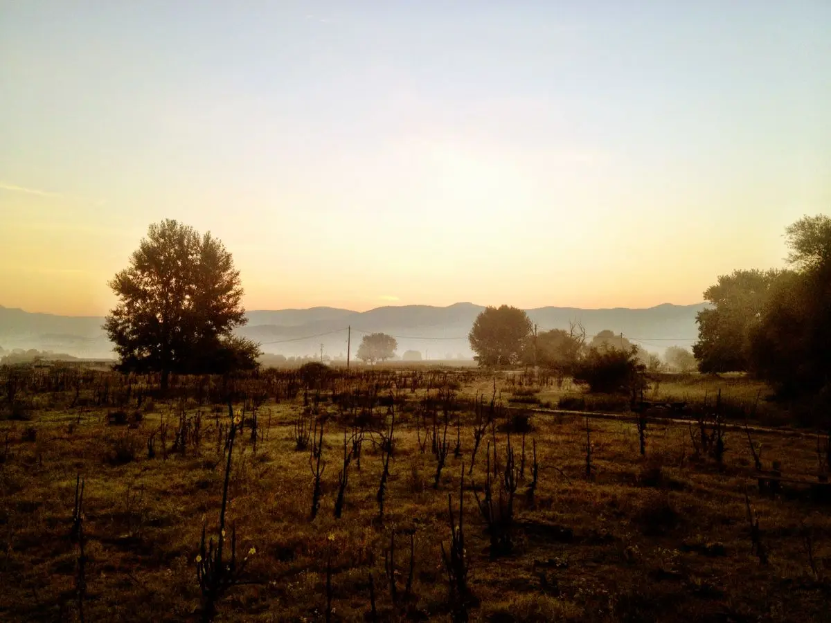 χωράφι με ομίχλη στην βορεια ελλαδα