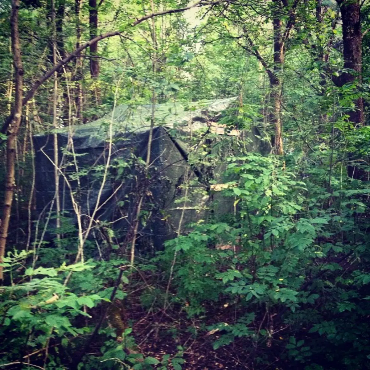 κατάλυμα από κλαδιά και μουσαμά στο δάσος