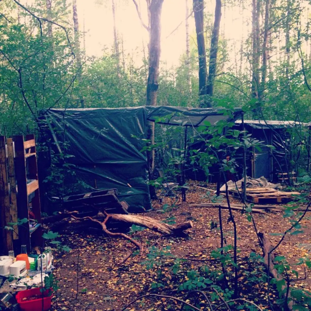 καταλύματα από ταρπολίνα και κλαδιά σε δάσος της νορβηγίας