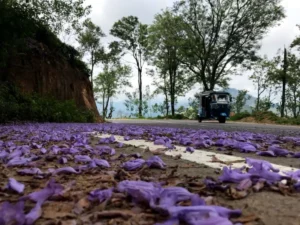 Ella, Uva, Sri Lanka (2019) - Photos