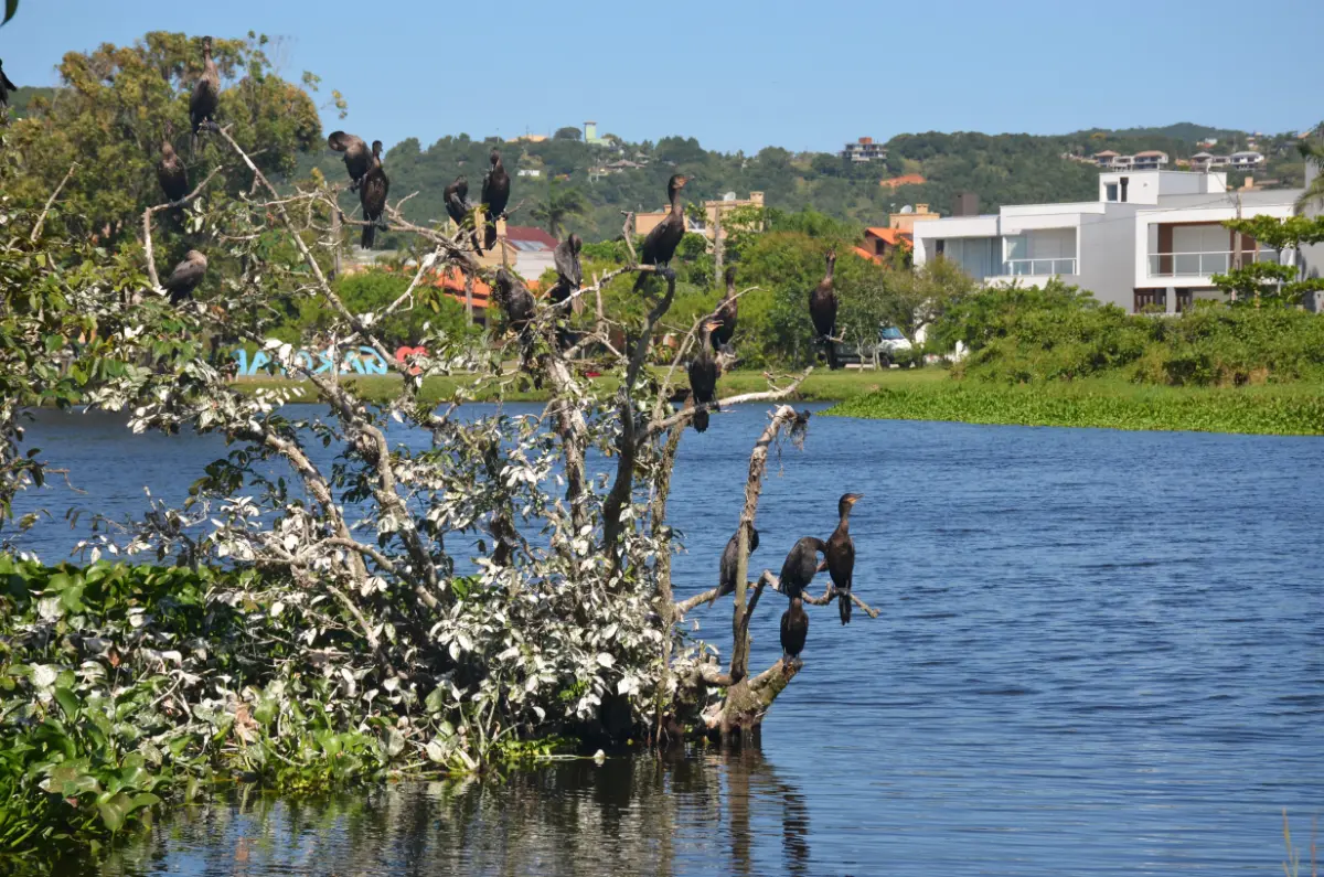 Biguás-neotropicais empoleirados em galhos dentro da Lagoa das Capivaras, Garopaba