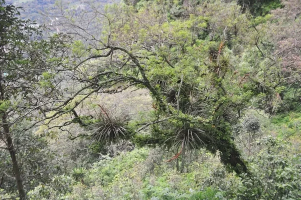 Lush greenery and vibrant foliage characterize the landscape near Indian Nose in Lake Atitlán, Guatemala, showcasing diverse plant life.