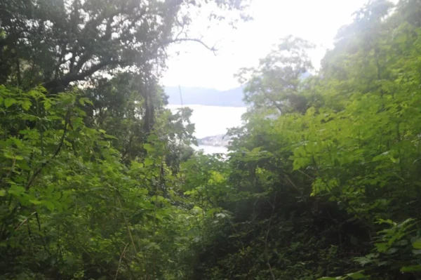 Lush greenery frames the serene view of Lake Atitlán, with soft light illuminating the landscape in Guatemala.